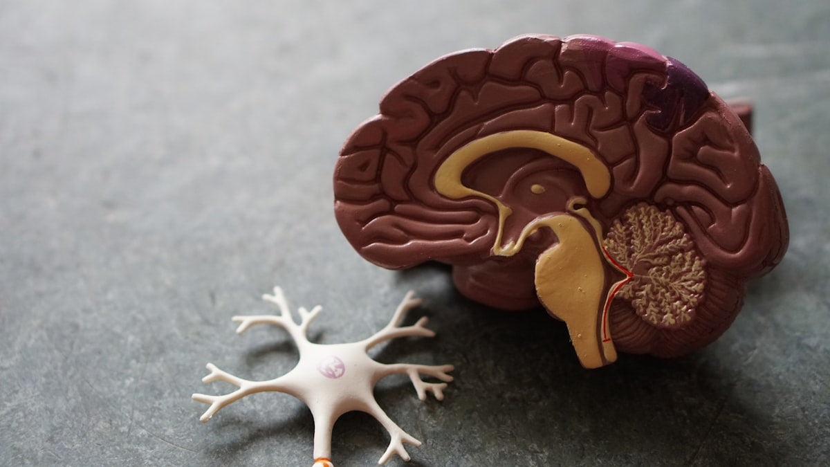 Brain neurology and CNS medicines